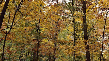 Park Im. A. Tikhonenko