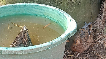 Saanen Goat Farm Balik Pulau