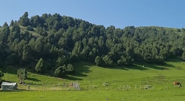 Daud Es Aluu Borboru