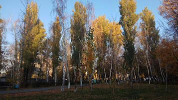 Birch Grove