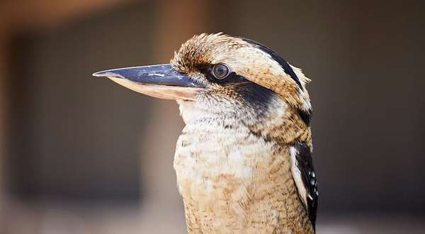 橡树谷农场动物园