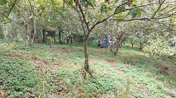 Vườn Dẻ Quảng Lạc