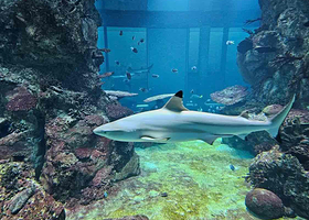 水族馆－水上动物园