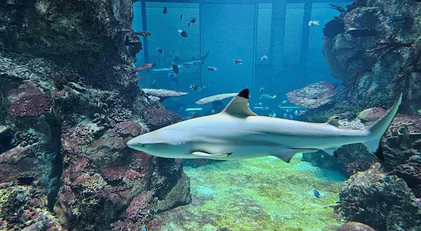 水族馆－水上动物园