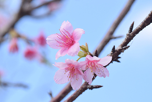 樱花.灯光 八重濑公园
