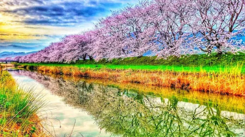 Nagarekawa Cherry Blossoms