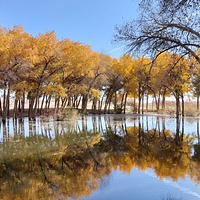 洛滨胡杨林景区