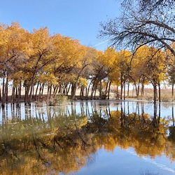 洛滨胡杨林景区