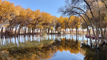 洛滨胡杨林景区