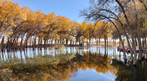 洛滨胡杨林景区