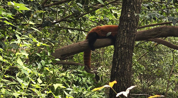 小熊猫1号活动场