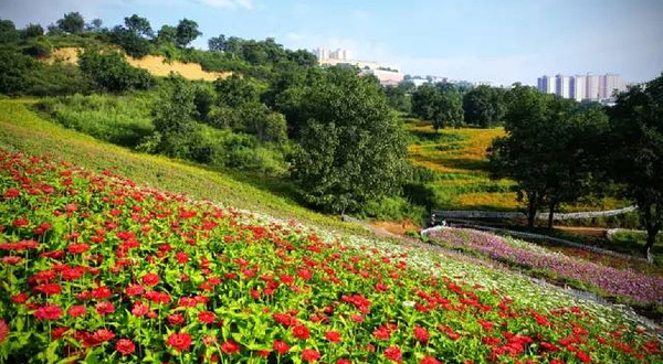 大王山湖美花谷里