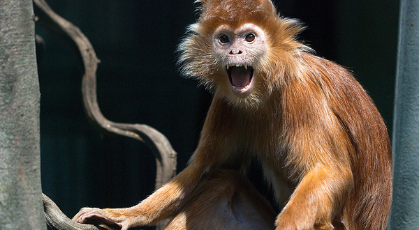 Krakow Zoo (Ogrod Zoologiczny)
