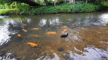 Bombon Kg. Marakau (Fish Spa)