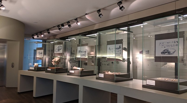 Musee Curtius (Curtius Museum)