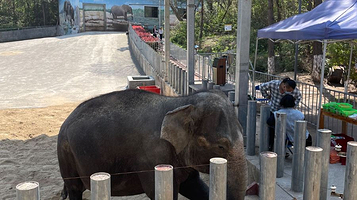 安徽大青山野生动物世界-大象馆