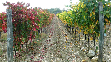 托斯卡纳葡萄酒庄园游览