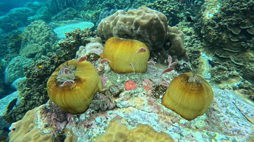 Ko Yak Yai เกาะยักษ์ใหญ่