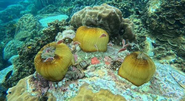 Ko Yak Yai เกาะยักษ์ใหญ่