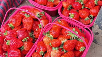 莓开眼笑草莓农场