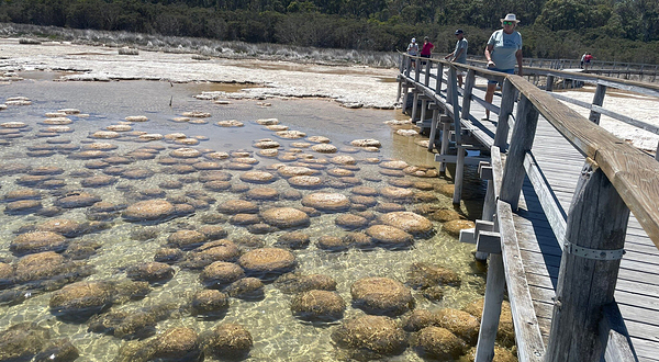 Lake Clifton Thrombolites