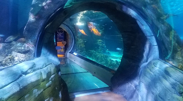 SEA LIFE Arizona Aquarium