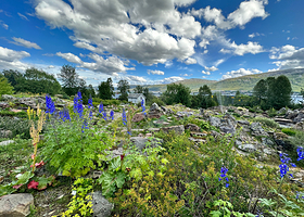 特罗姆瑟植物园