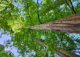 加州大学伯克利分校植物园