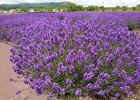 鄂霍次克流冰公园