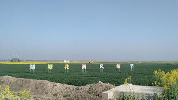 大纵湖湖塘花海