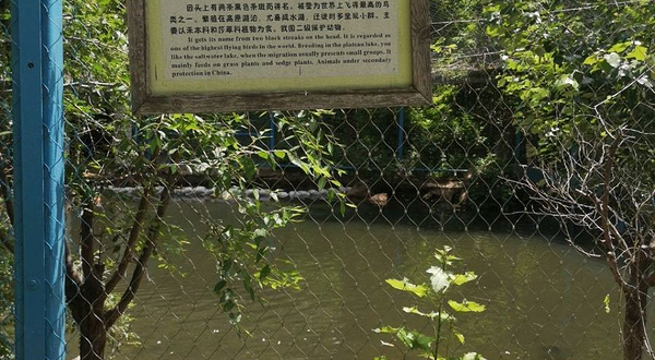 沈阳鸟岛-斑头雁