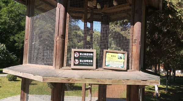 沈阳鸟岛-观赏鸽