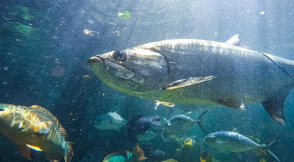基韦斯特水族馆