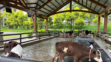 Dairyland Farm Theme Park Puncak