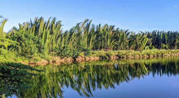 Cam Thanh Rice Fields