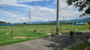 三连水车ヤギ牧场