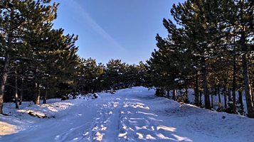 Eskişehir Urban Forest