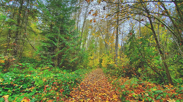 Nisqually State Park