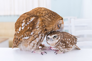 秋叶原猫头鹰咖啡馆