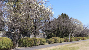 名古屋城二之丸庭园