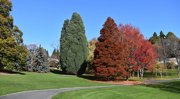 塔斯马尼亚皇家植物园