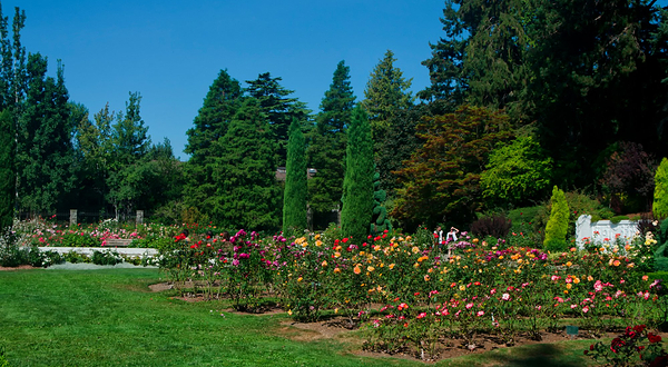 Woodland Park Rose Garden
