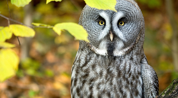 Krakow Zoo (Ogrod Zoologiczny)