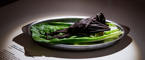 Disgusting Food Museum