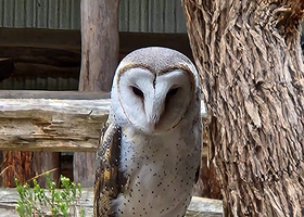 Eagles Heritage Wildlife Centre