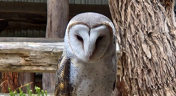 Eagles Heritage Wildlife Centre