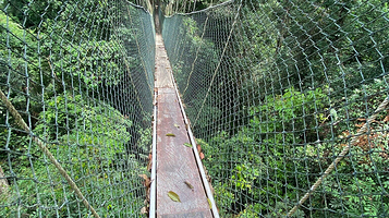 Taman Negara Canopy Walkway