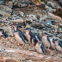 奥玛鲁蓝企鹅保护中心