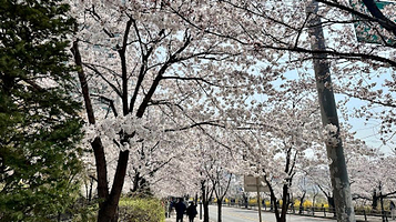 Cherry Blossom Street