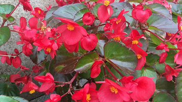 重庆南山植物园-大门售票处